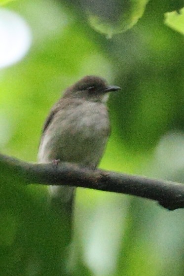 Cream-vented Bulbul - ML34790701