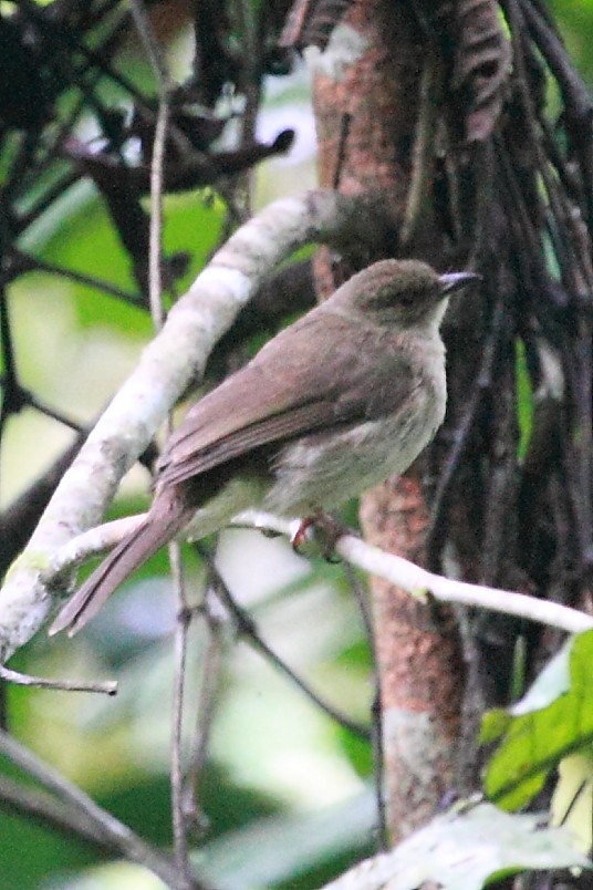 Cream-vented Bulbul - ML34790711