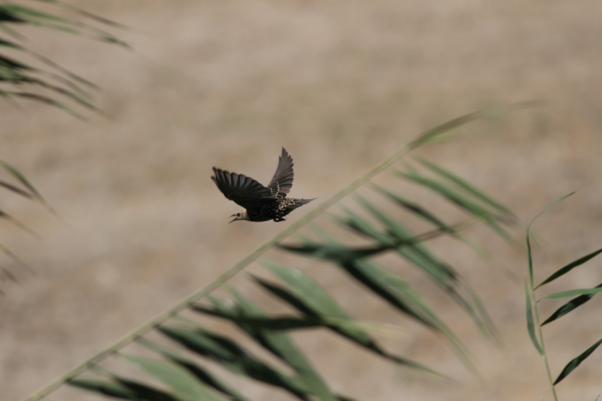 European Starling - ML34790791