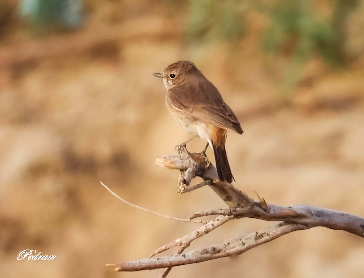 Pied Bushchat - ML347908191