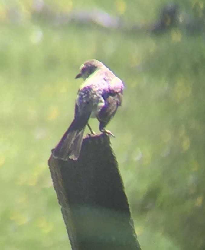 Northern Mockingbird - ML347909091