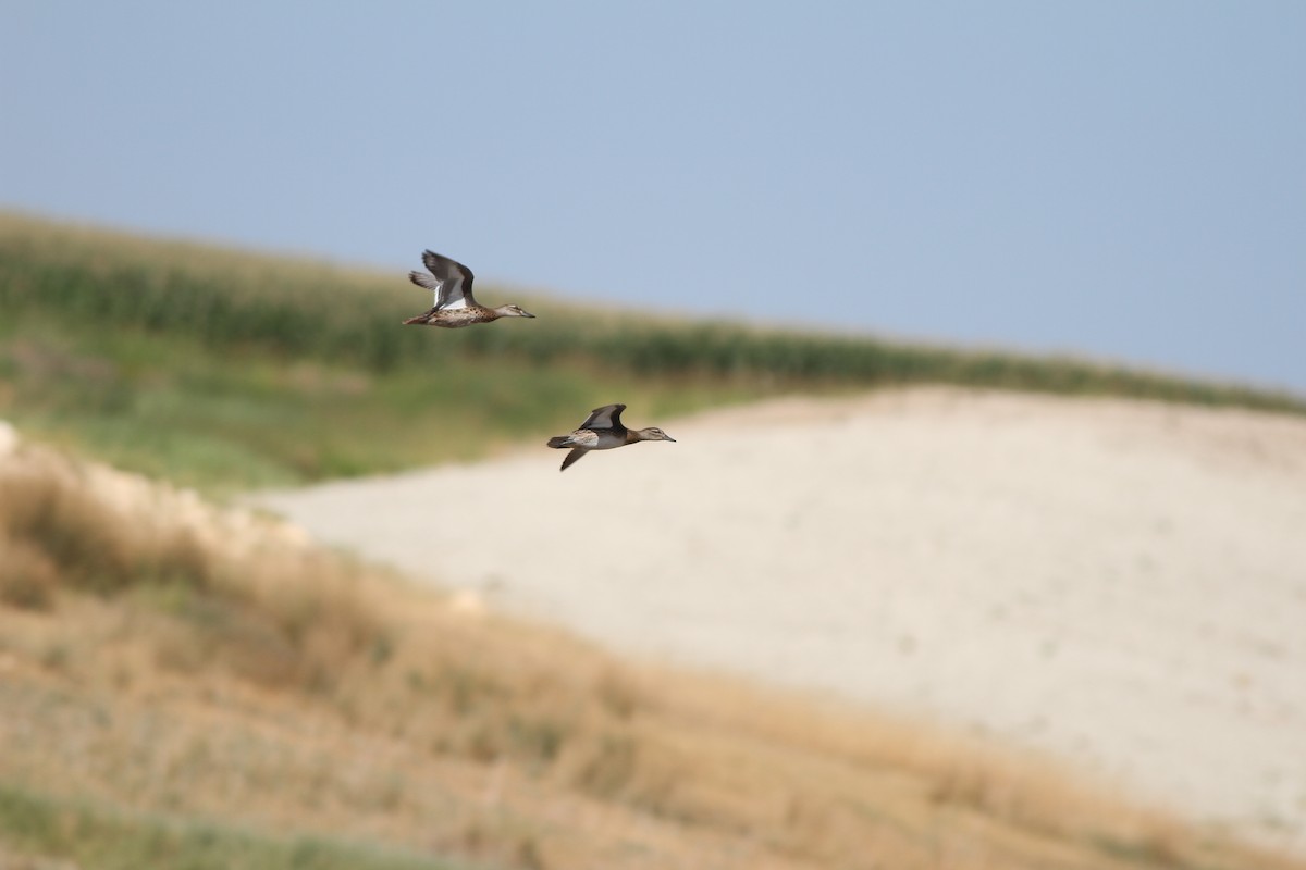 Garganey - ML34790931