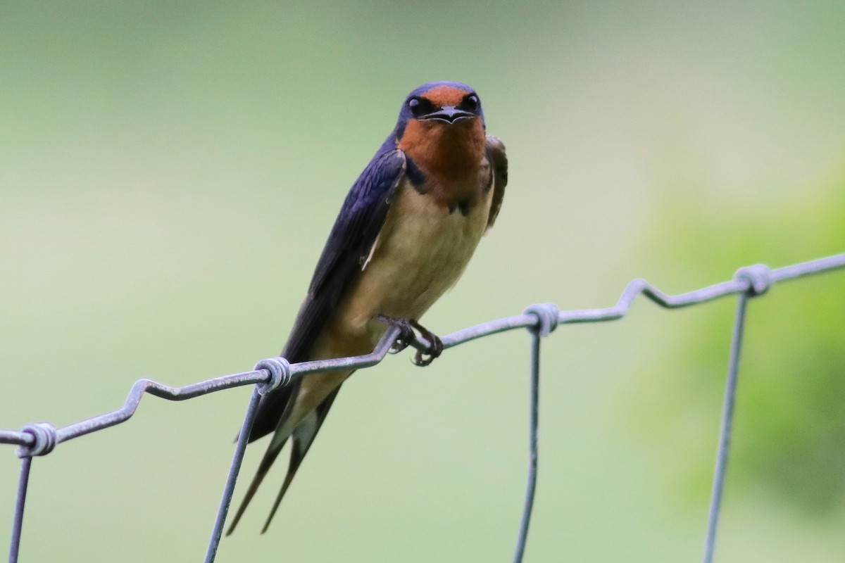 Barn Swallow (American) - Ronald Newhouse