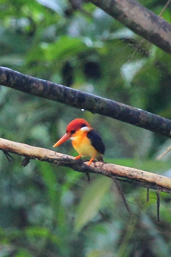 Rufous-backed Dwarf-Kingfisher - ML34791171