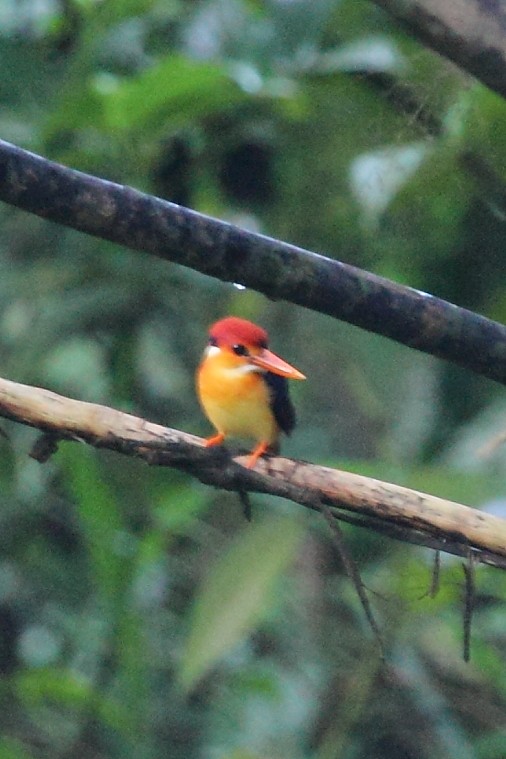 Rufous-backed Dwarf-Kingfisher - ML34791181