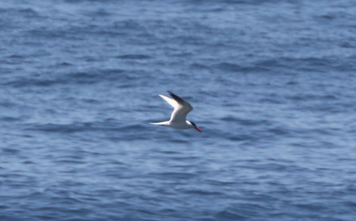 Caspian Tern - ML347911871