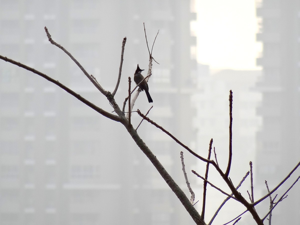 Red-whiskered Bulbul - ML347911891