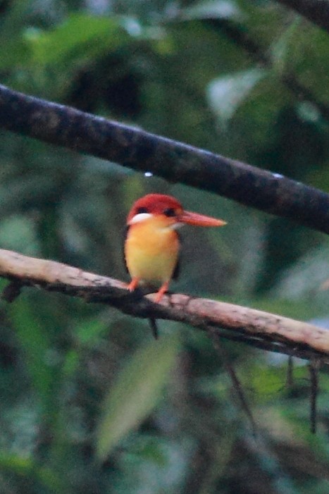Rufous-backed Dwarf-Kingfisher - ML34791191