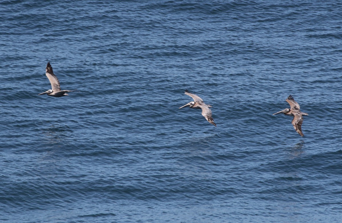 Brown Pelican - ML347911991