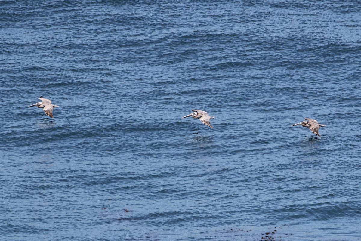 Brown Pelican - ML347912001