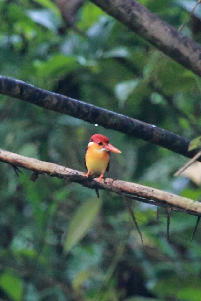 Rufous-backed Dwarf-Kingfisher - ML34791201