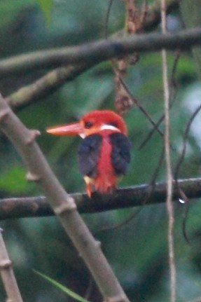 Rufous-backed Dwarf-Kingfisher - ML34791211