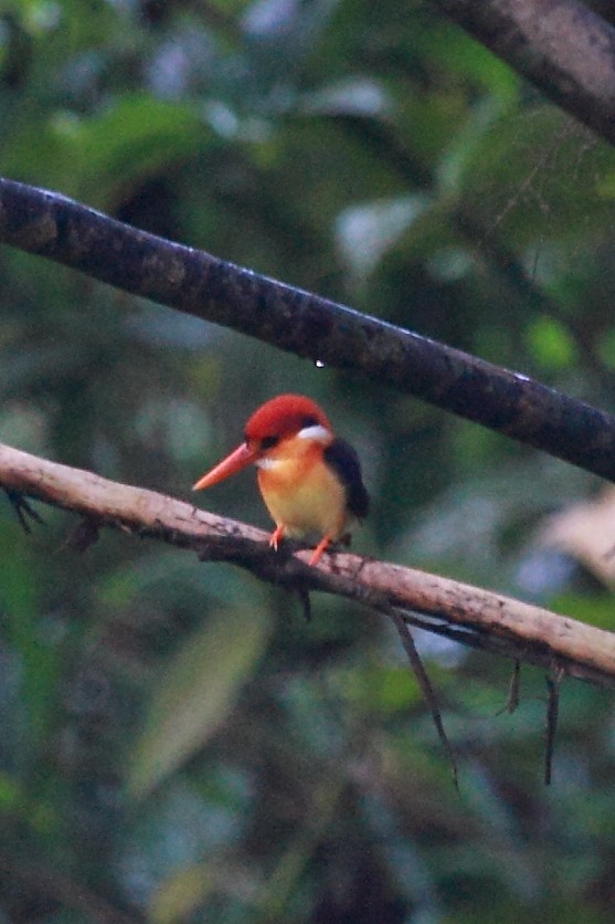 Rufous-backed Dwarf-Kingfisher - ML34791221