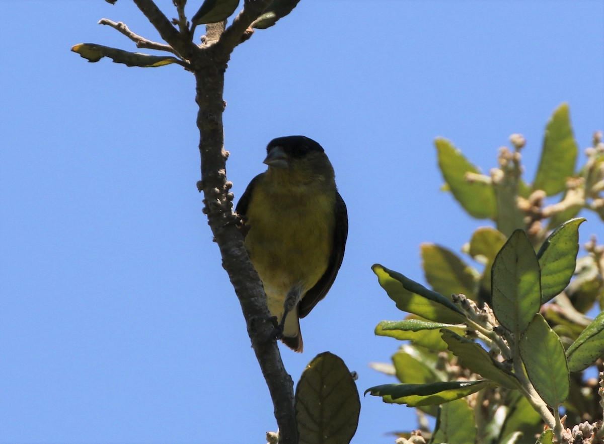 Lesser Goldfinch - ML347912591