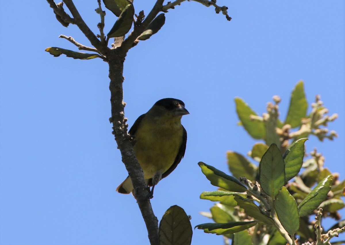 Lesser Goldfinch - ML347912601