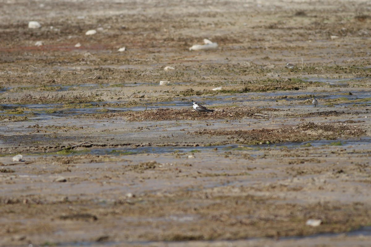 White-winged Tern - ML34791271