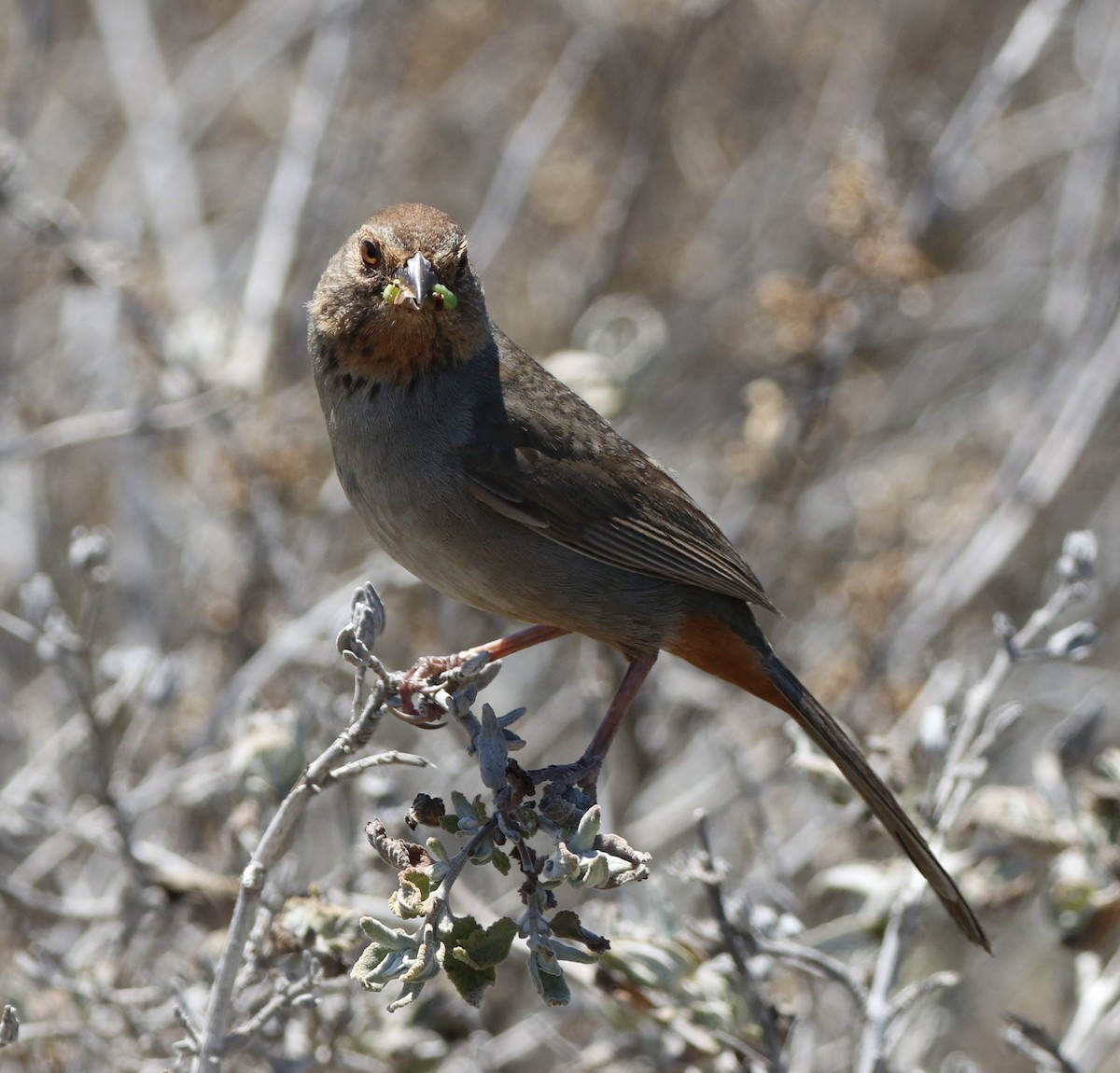 California Towhee - ML347912761