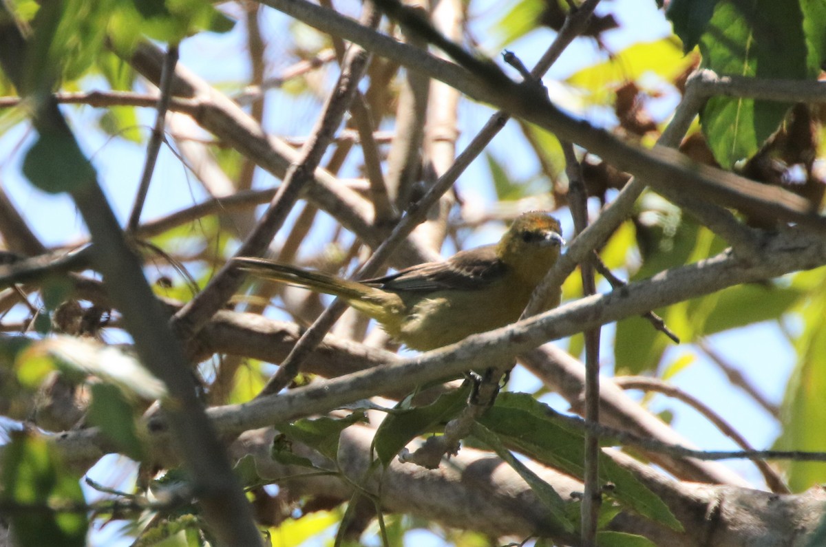 Hooded Oriole - ML347912811