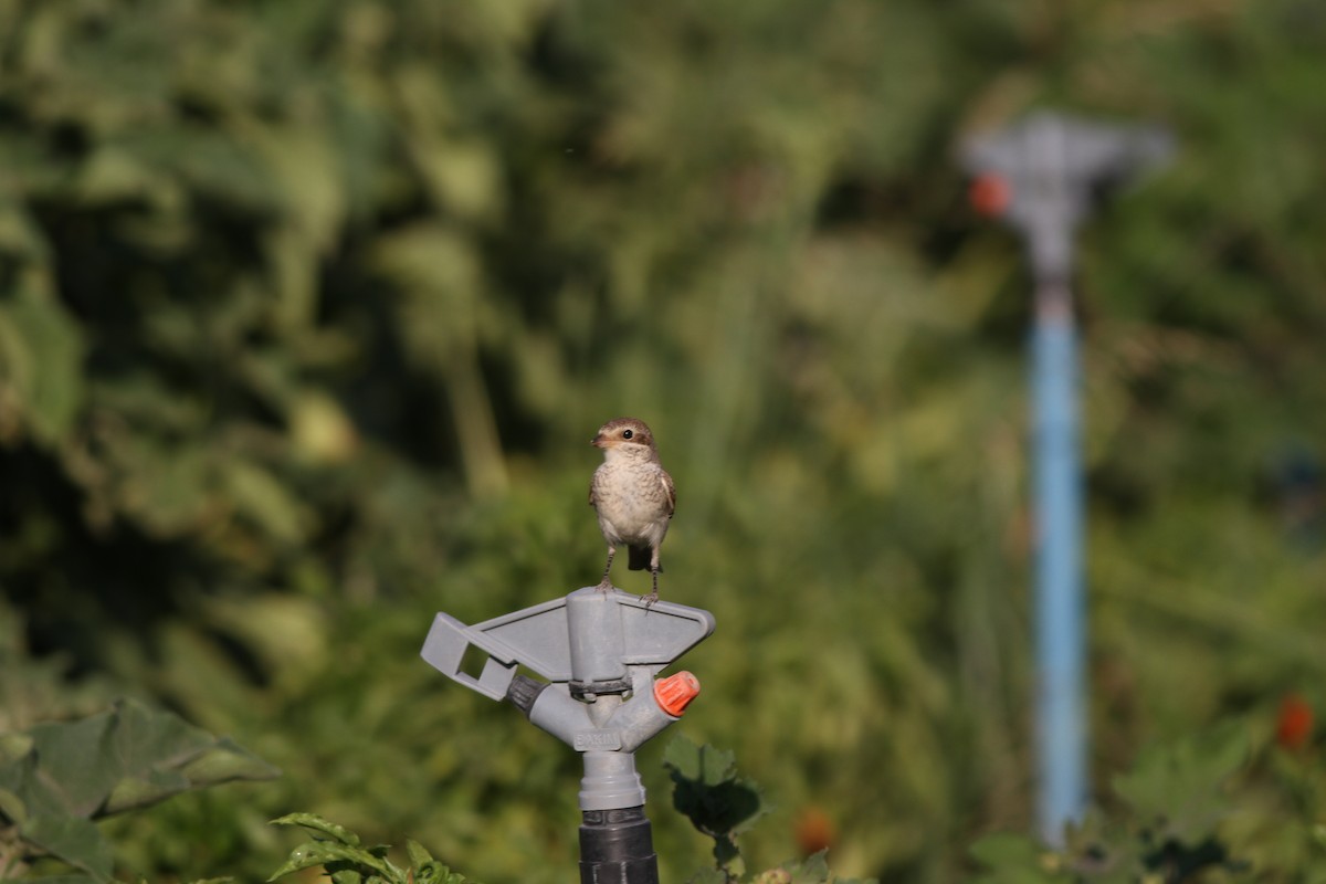 Red-backed Shrike - ML34791301