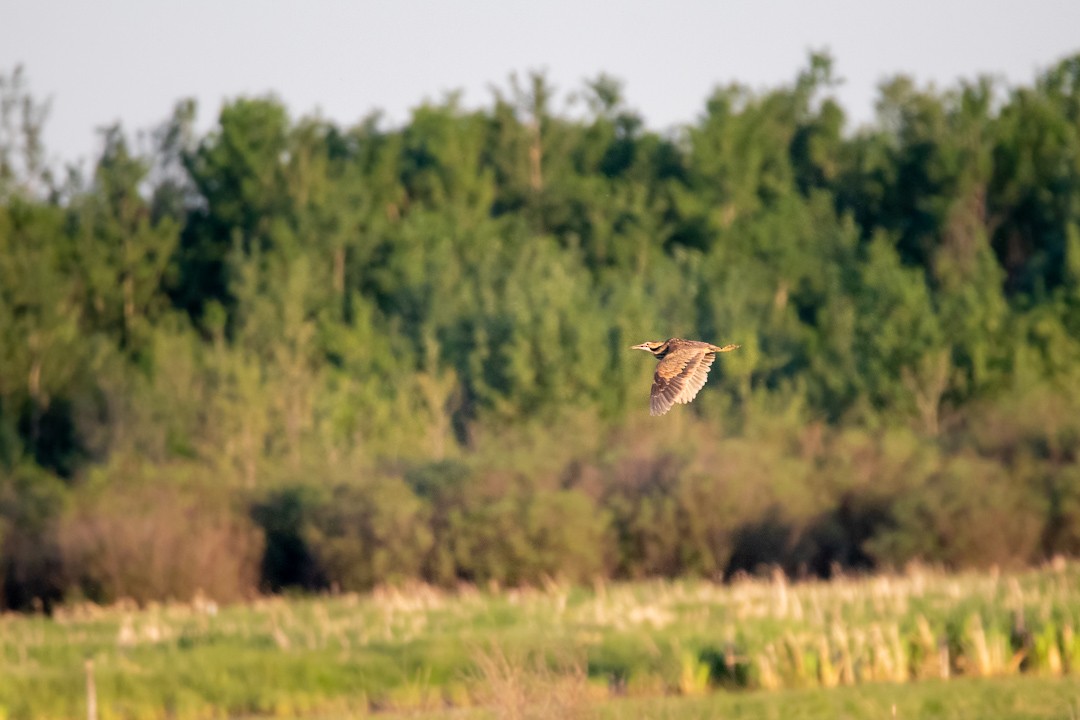 American Bittern - ML347913441