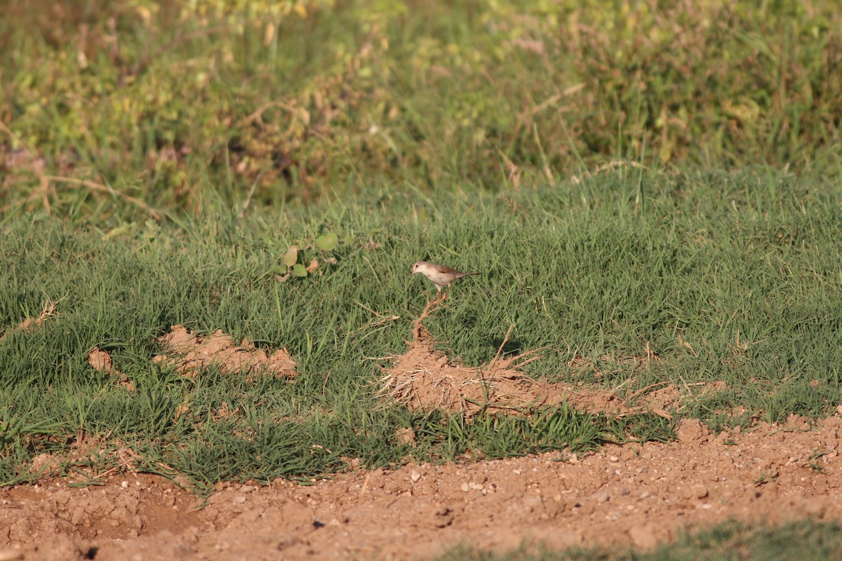 Greater Whitethroat - ML34791351