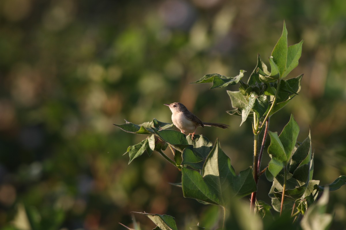 Delicate Prinia - Mehmet Mahmutoğlu