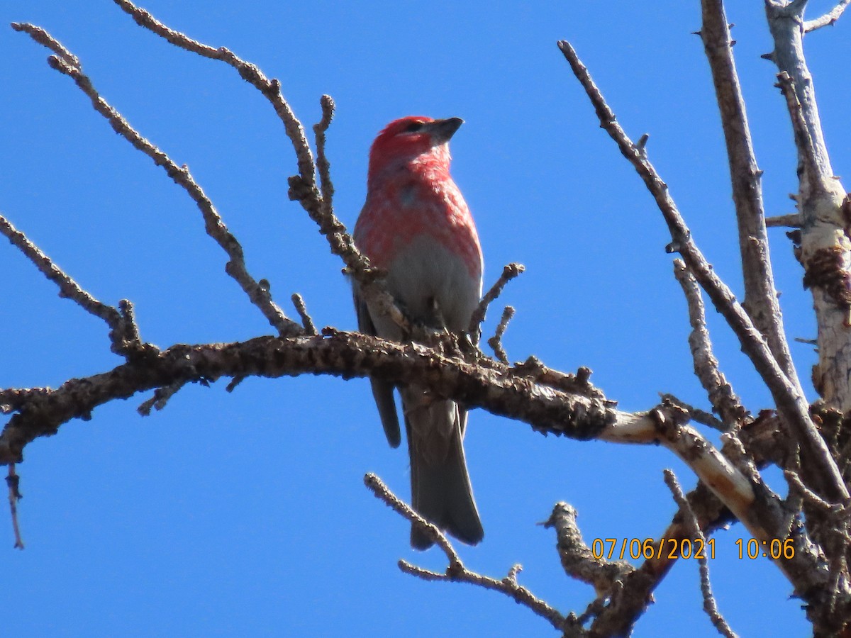 Tayga Çütresi - ML347913641