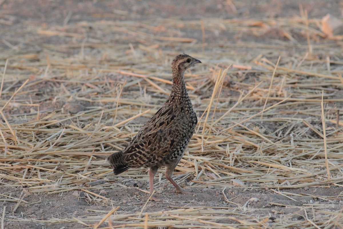 Black Francolin - ML34791381