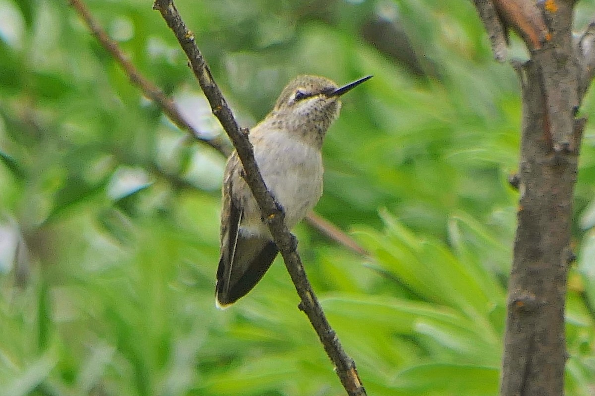 Calliope Hummingbird - ML347914711