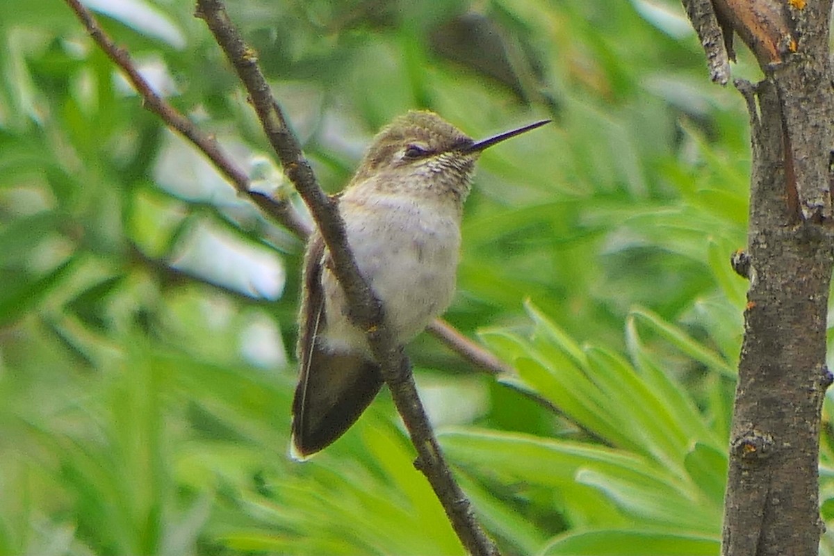 Calliope Hummingbird - ML347914721