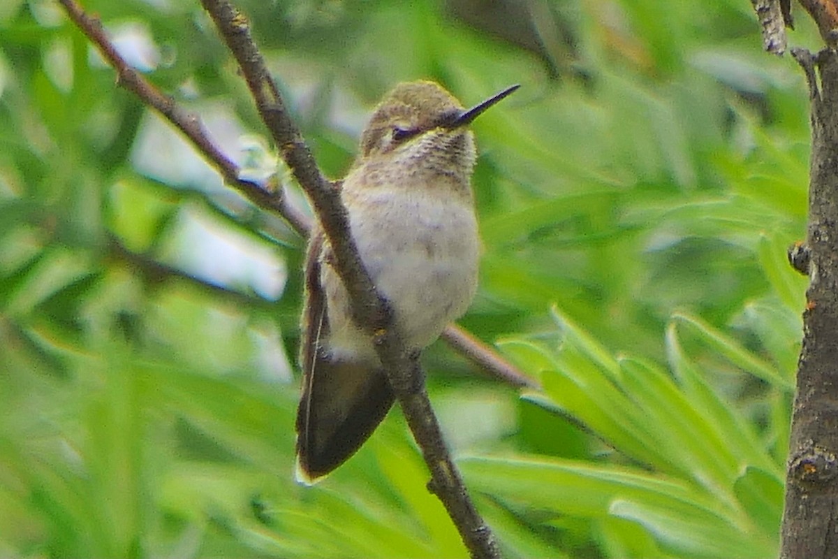 Calliope Hummingbird - Janet Kelly