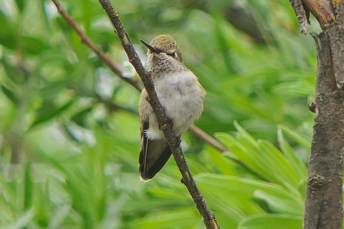 Calliope Hummingbird - ML347914741