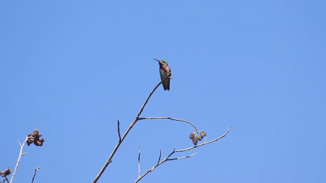 Colibri calliope - ML347914891