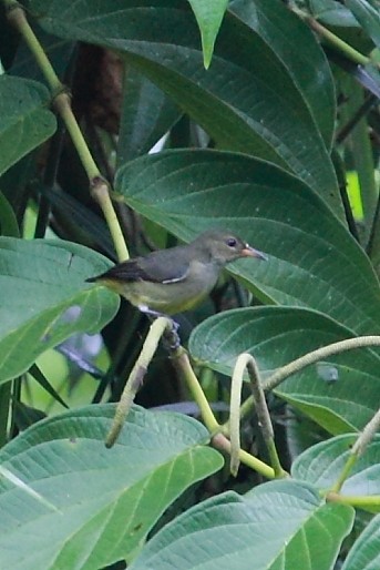 Orange-bellied Flowerpecker - ML34791761
