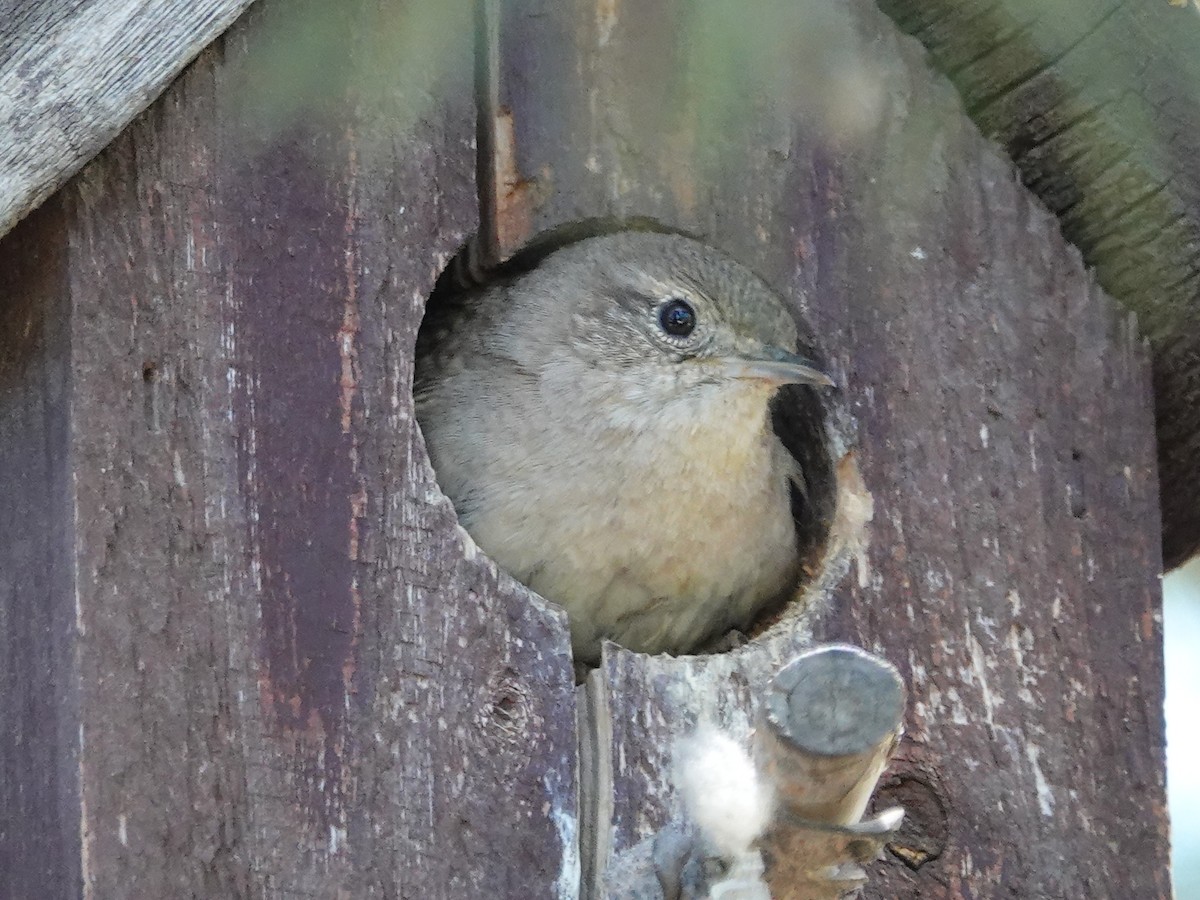 House Wren - Kathleen Horn