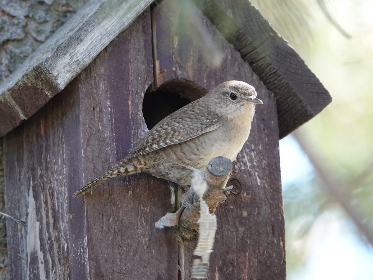 House Wren - ML347919301