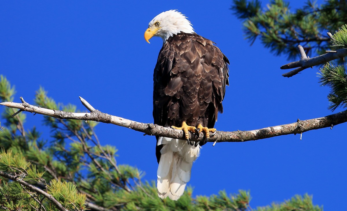 Bald Eagle - R Miller