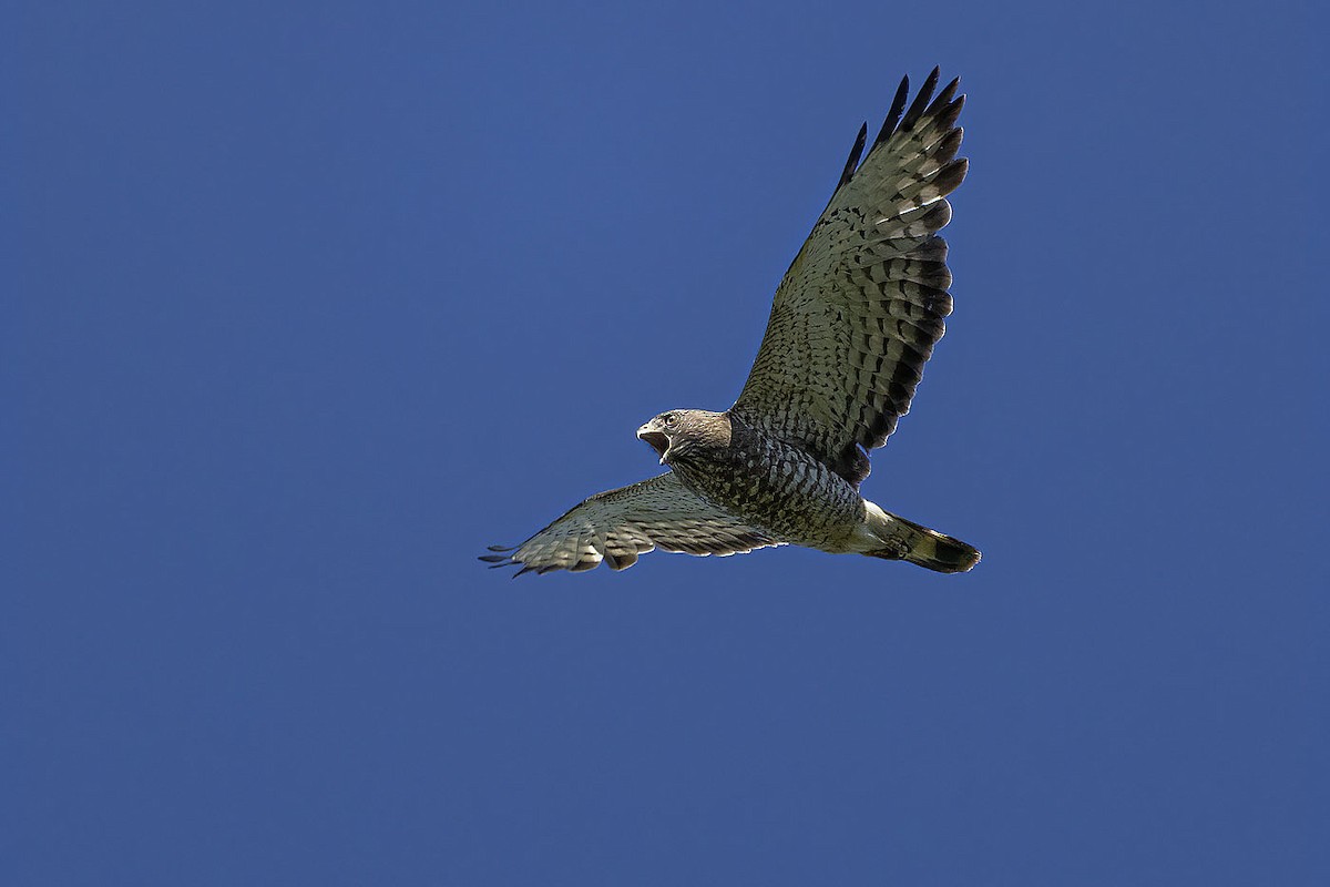 Broad-winged Hawk - ML347920511