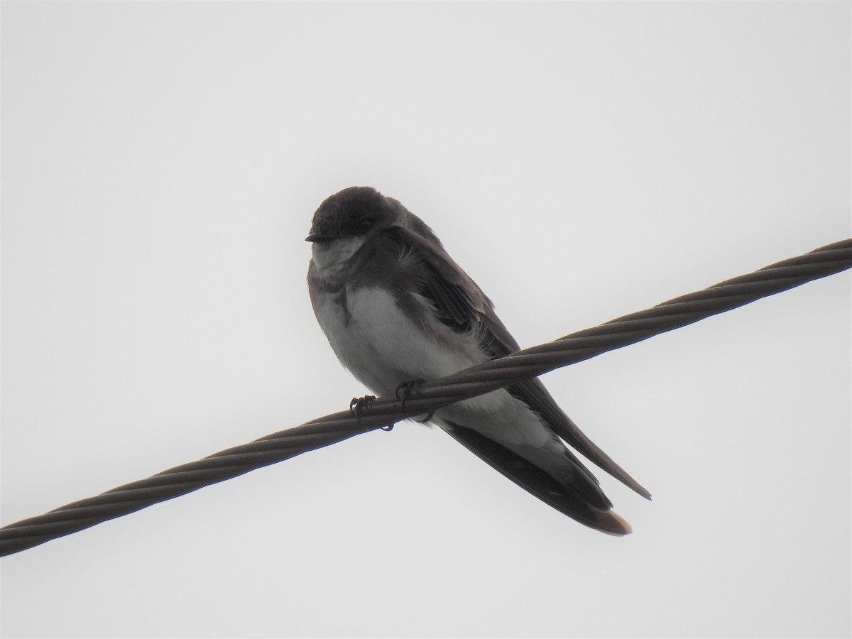 Bank Swallow - ML347921261