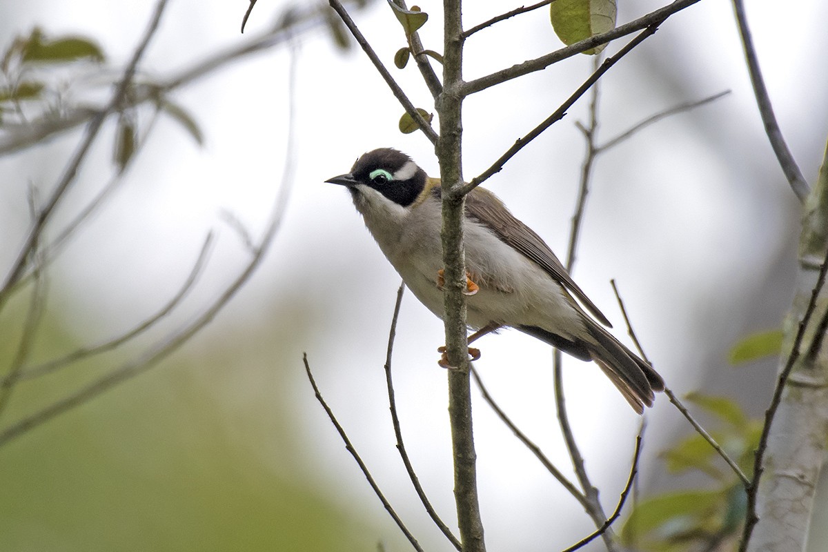 Black-chinned Honeyeater - ML347922041