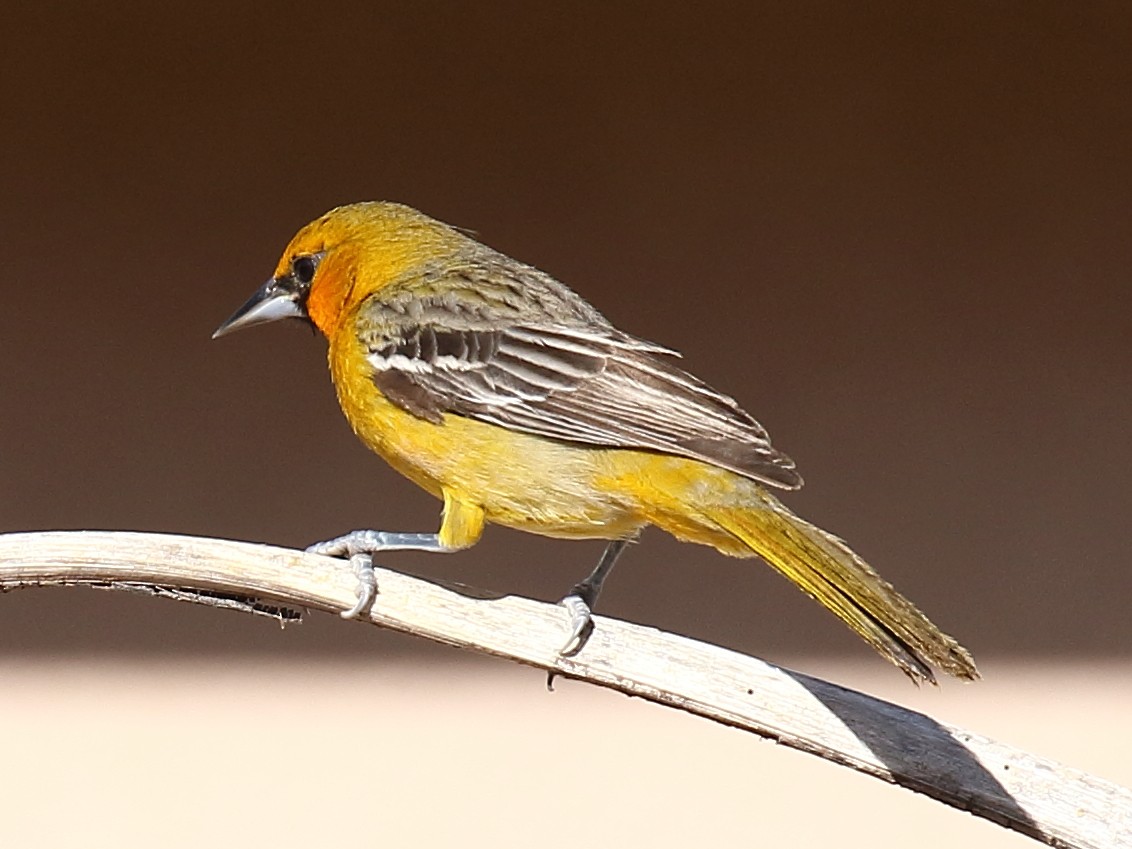 Streak-backed Oriole - ML347922371