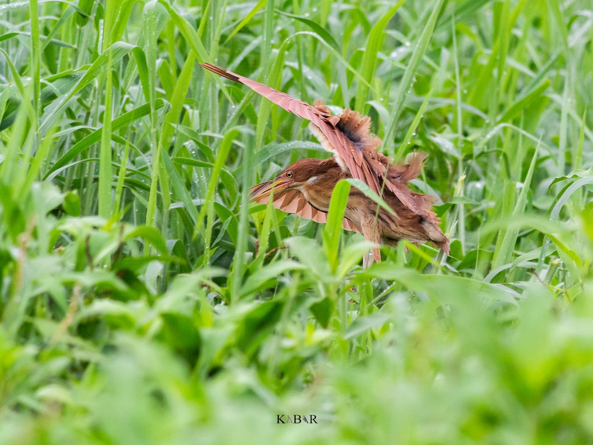 Cinnamon Bittern - ML347923391