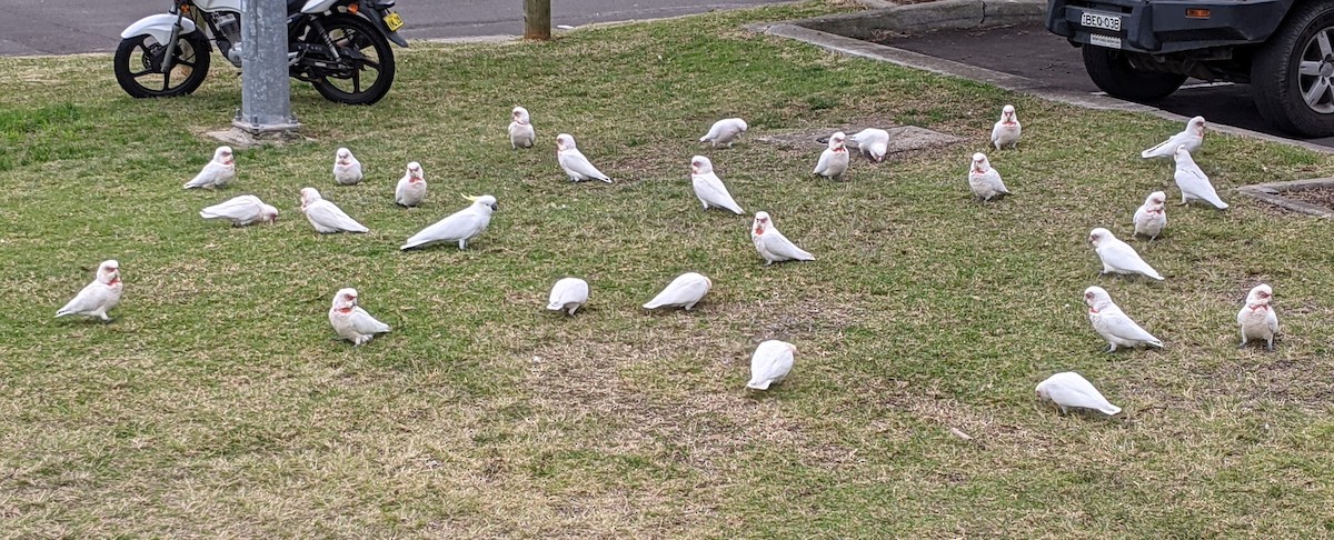 Long-billed Corella - ML347925031