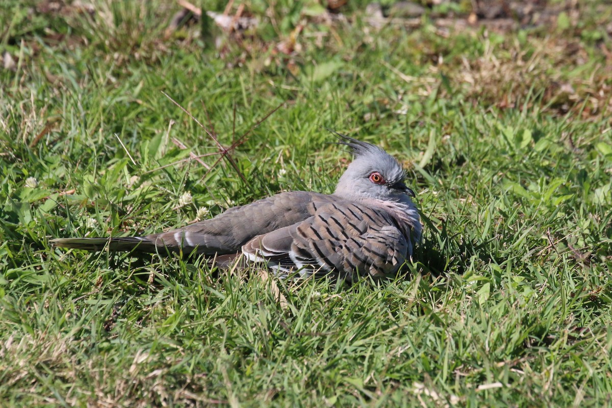 Crested Pigeon - ML347926561