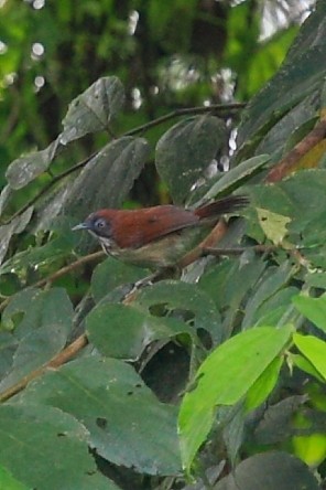 Bold-striped Tit-Babbler - ML34792731
