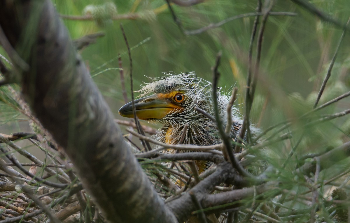 Yellow-crowned Night Heron - ML347929491