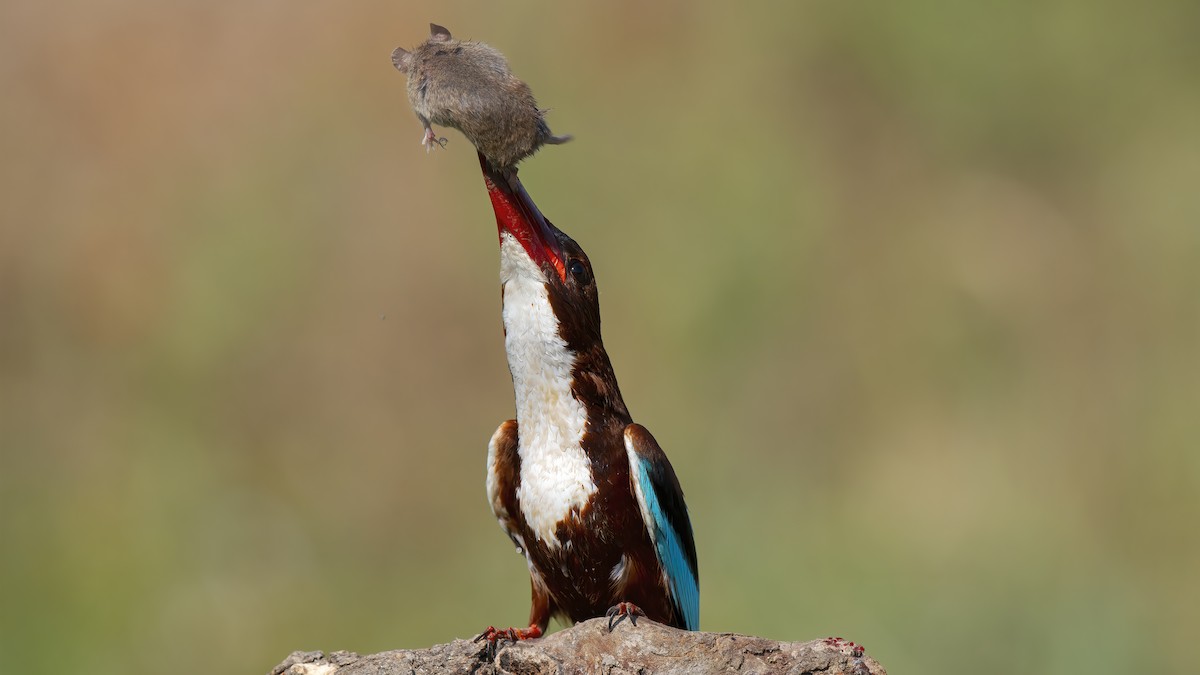 White-throated Kingfisher - ML347930441