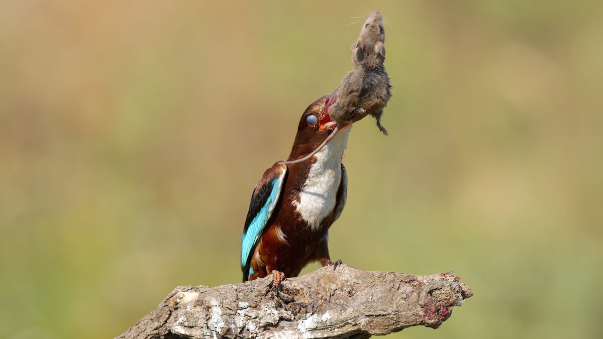 White-throated Kingfisher - ML347930501