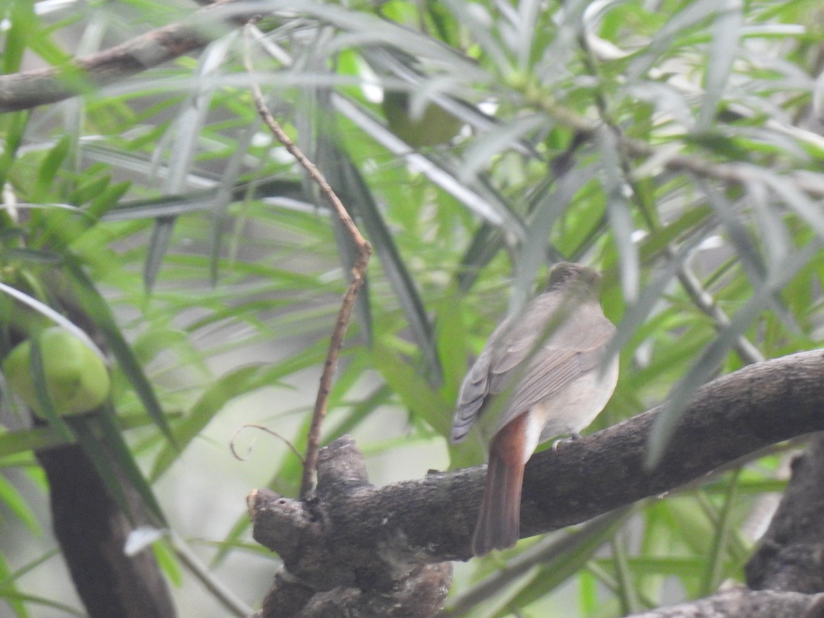 Rusty-tailed Flycatcher - ML347931901