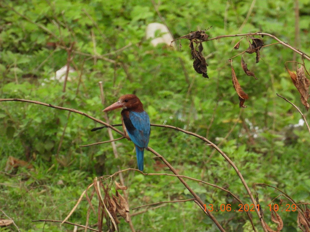 White-throated Kingfisher - Sudip Simha